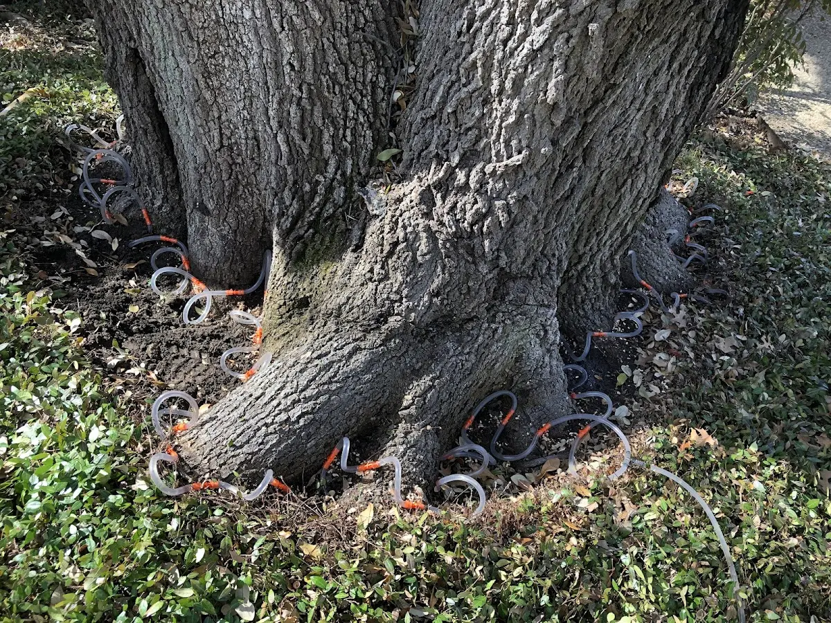 Detailed Tree Cabling and Bracing job site in Emporia