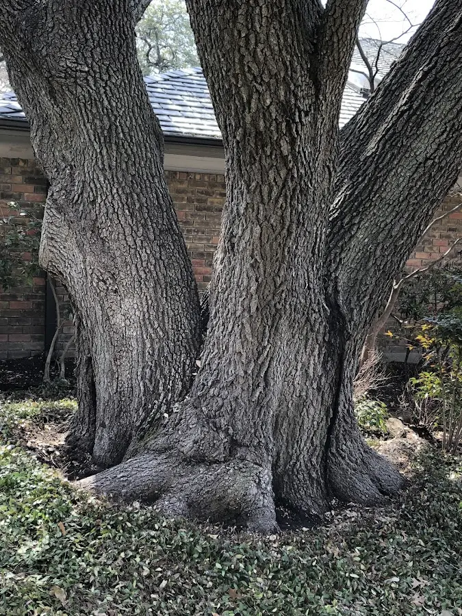 Mature heritage tree close to a Emporia property cared for by certified arborists